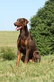 DOBERMANN 1097